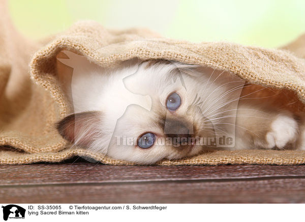 lying Sacred Birman kitten / SS-35065