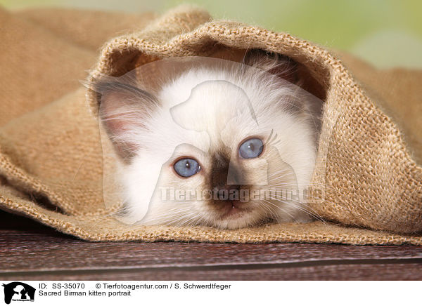 Sacred Birman kitten portrait / SS-35070