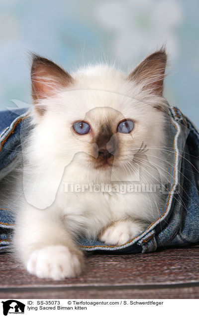 liegendes Heilige Birma Ktzchen / lying Sacred Birman kitten / SS-35073