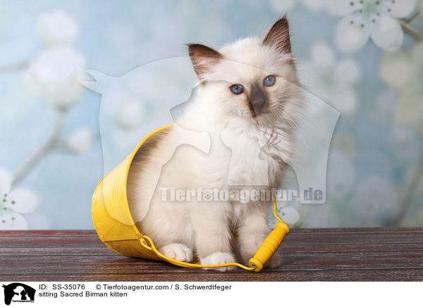 sitzendes Heilige Birma Ktzchen / sitting Sacred Birman kitten / SS-35076