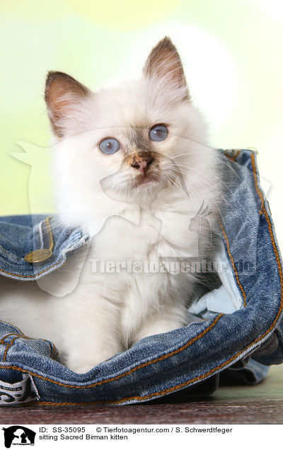 sitzendes Heilige Birma Kätzchen / sitting Sacred Birman kitten / SS-35095