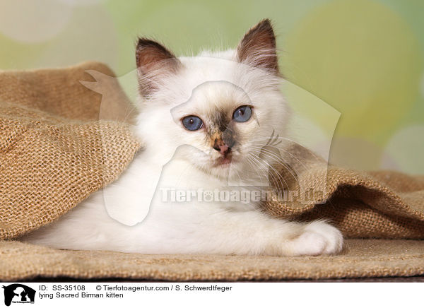 liegendes Heilige Birma Ktzchen / lying Sacred Birman kitten / SS-35108