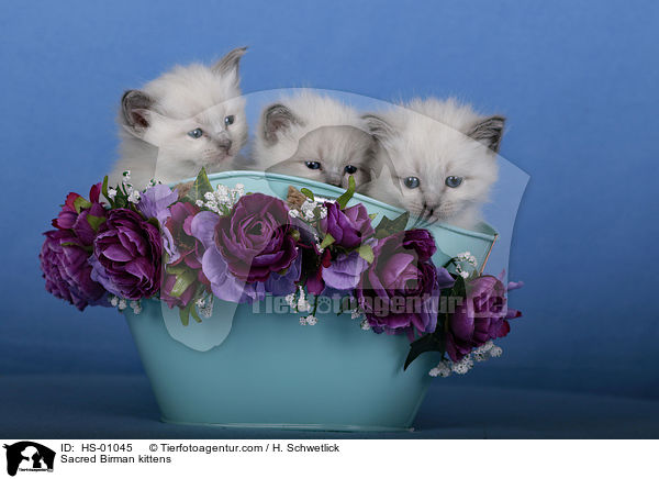 Sacred Birman kittens / HS-01045