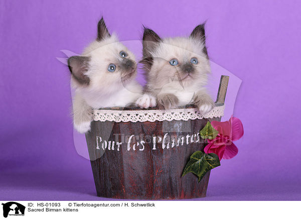 Heilige Birma Ktzchen / Sacred Birman kittens / HS-01093