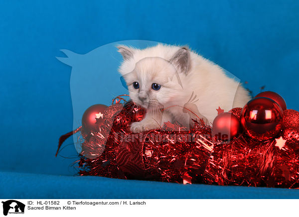 Sacred Birman Kitten / HL-01582