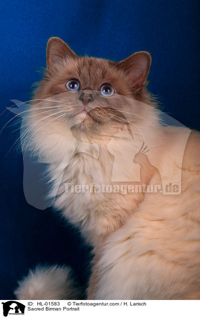 Heilige Birma Portrait / Sacred Birman Portrait / HL-01583