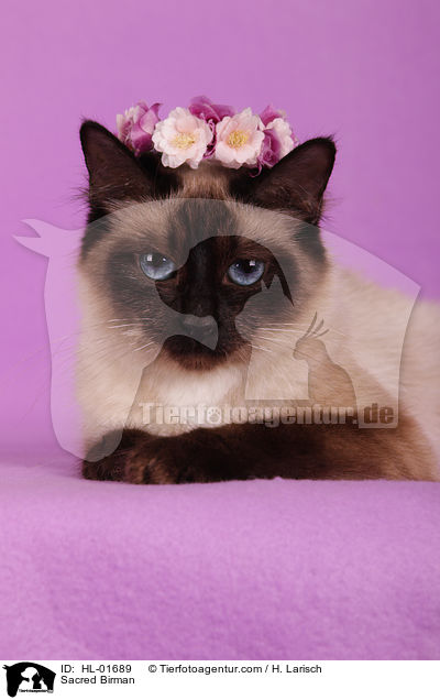 Heilige Birma / Sacred Birman / HL-01689