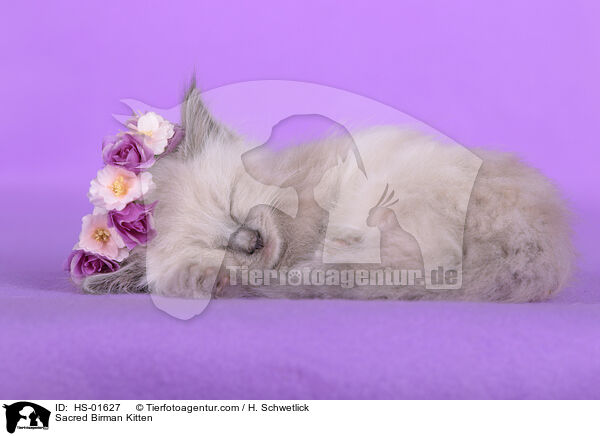 Sacred Birman Kitten / HS-01627