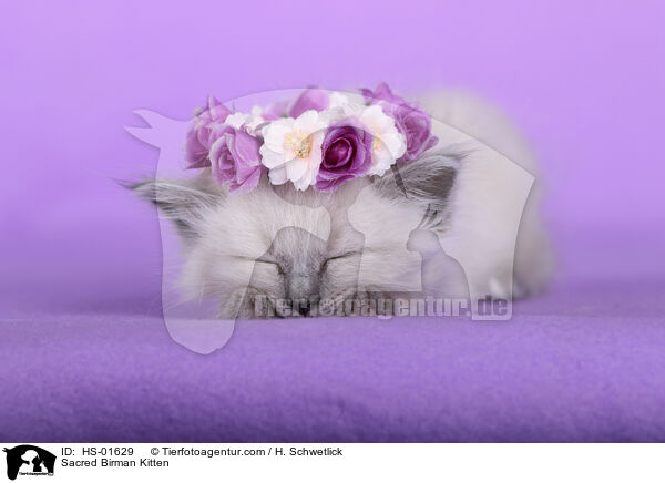 Sacred Birman Kitten / HS-01629