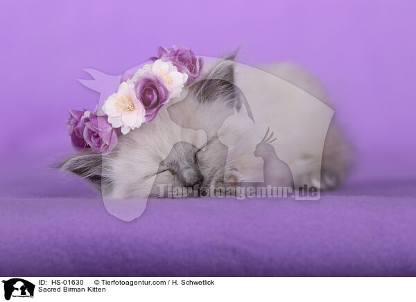 Sacred Birman Kitten / HS-01630