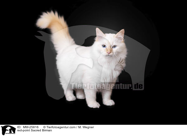 red-point Sacred Birman / MW-25816