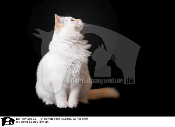 red-point Sacred Birman / MW-25822
