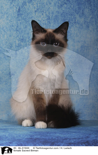 Heilige Birma Ktzin / female Sacred Birman / HL-01944