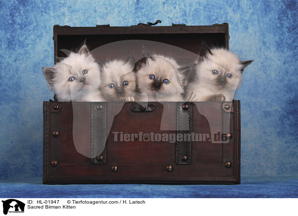 Sacred Birman Kitten / HL-01947