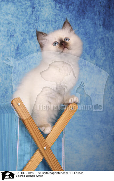 Heilige Birma Ktzchen / Sacred Birman Kitten / HL-01949