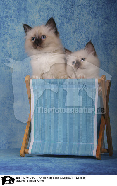 Heilige Birma Ktzchen / Sacred Birman Kitten / HL-01950