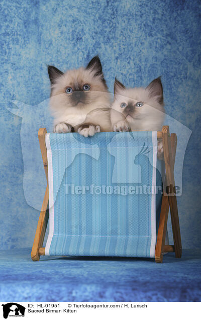 Heilige Birma Ktzchen / Sacred Birman Kitten / HL-01951