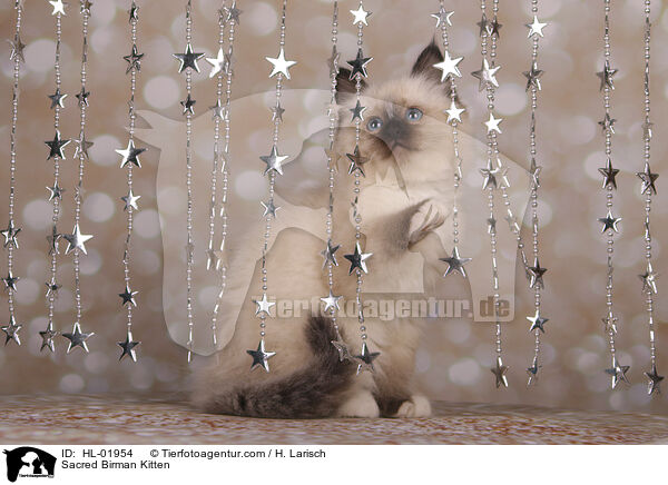 Heilige Birma Ktzchen / Sacred Birman Kitten / HL-01954