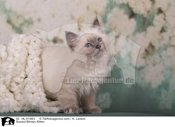 Heilige Birma Ktzchen / Sacred Birman Kitten / HL-01963