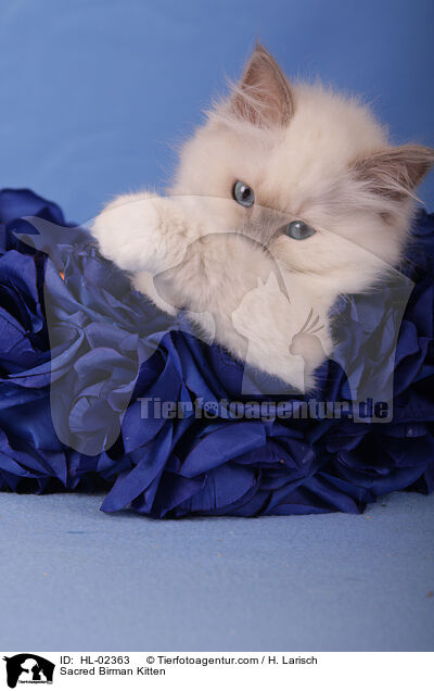 Sacred Birman Kitten / HL-02363