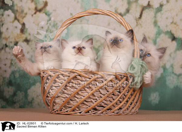 Sacred Birman Kitten / HL-02601