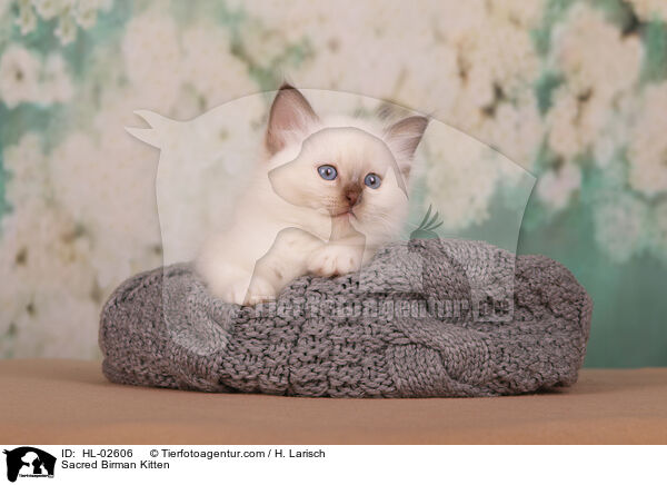 Sacred Birman Kitten / HL-02606