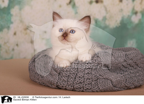 Heilige Birma Ktzchen / Sacred Birman Kitten / HL-02608