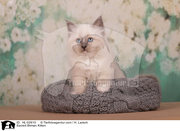 Sacred Birman Kitten / HL-02610