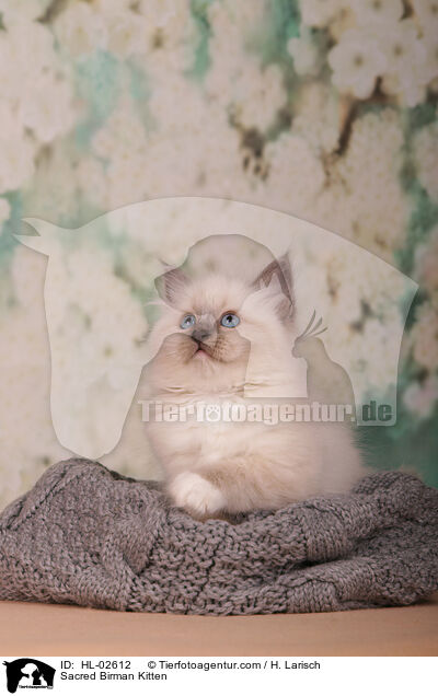 Sacred Birman Kitten / HL-02612