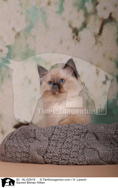 Heilige Birma Ktzchen / Sacred Birman Kitten / HL-02616
