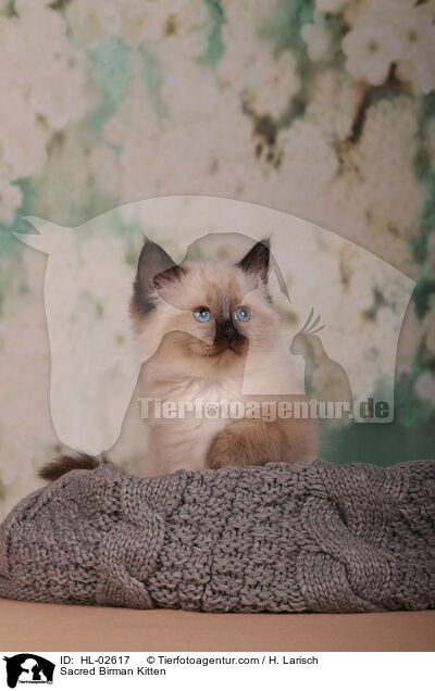 Heilige Birma Ktzchen / Sacred Birman Kitten / HL-02617
