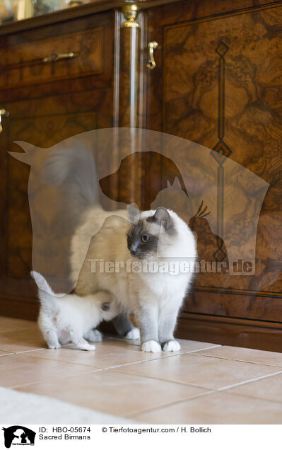 Heilige Birmas / Sacred Birmans / HBO-05674