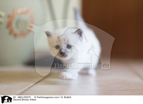Heilige Birma Ktzchen / Sacred Birman Kitten / HBO-05675