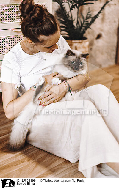 Heilige Birma / Sacred Birman / LR-01199