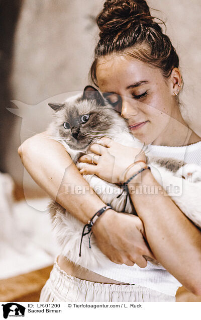 Heilige Birma / Sacred Birman / LR-01200