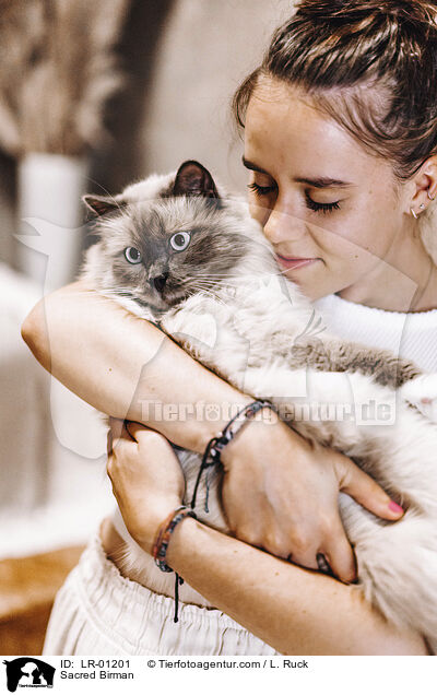 Heilige Birma / Sacred Birman / LR-01201