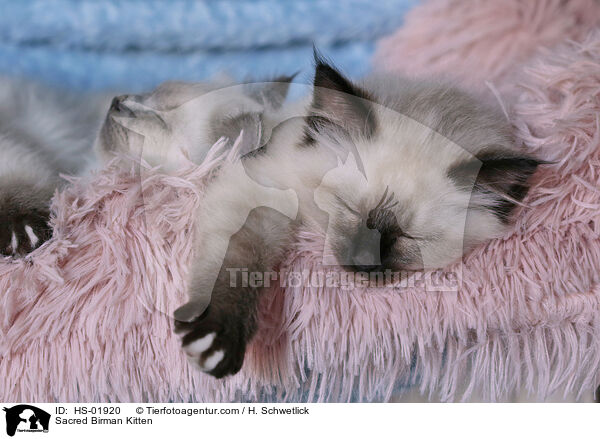 Sacred Birman Kitten / HS-01920