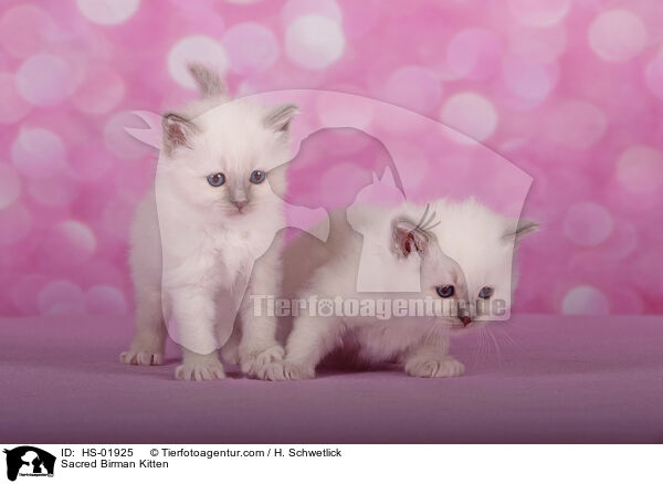 Heilige Birma Ktzchen / Sacred Birman Kitten / HS-01925