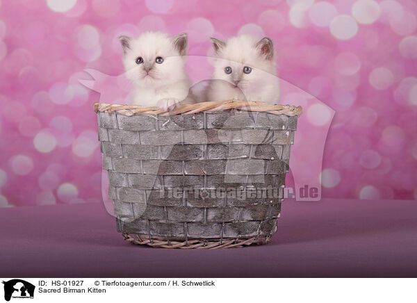 Sacred Birman Kitten / HS-01927
