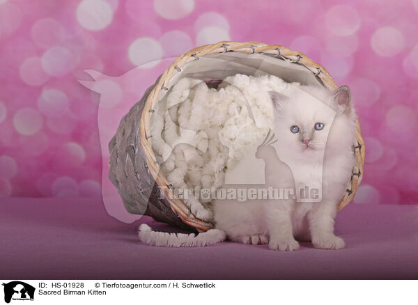 Sacred Birman Kitten / HS-01928