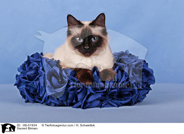 Sacred Birman / HS-01934