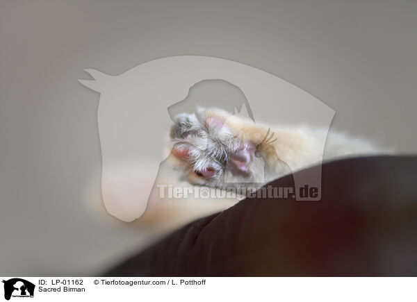 Sacred Birman / LP-01162