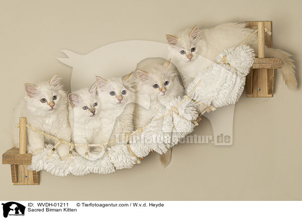 Heilige Birma Ktzchen / Sacred Birman Kitten / WVDH-01211