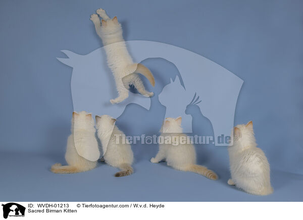 Heilige Birma Ktzchen / Sacred Birman Kitten / WVDH-01213