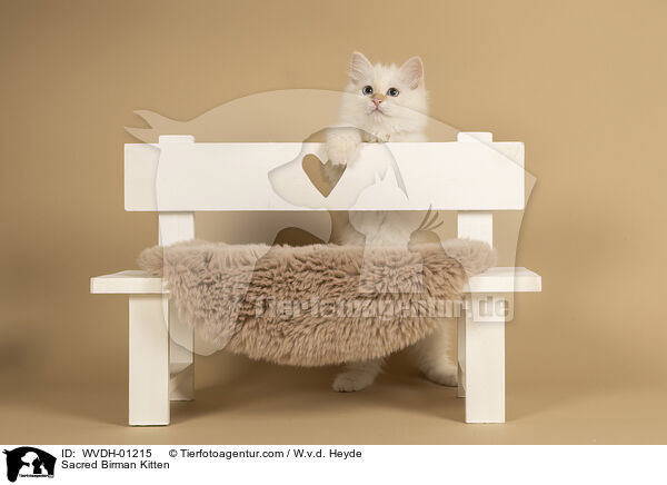 Heilige Birma Ktzchen / Sacred Birman Kitten / WVDH-01215