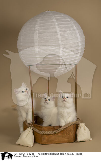 Heilige Birma Ktzchen / Sacred Birman Kitten / WVDH-01218