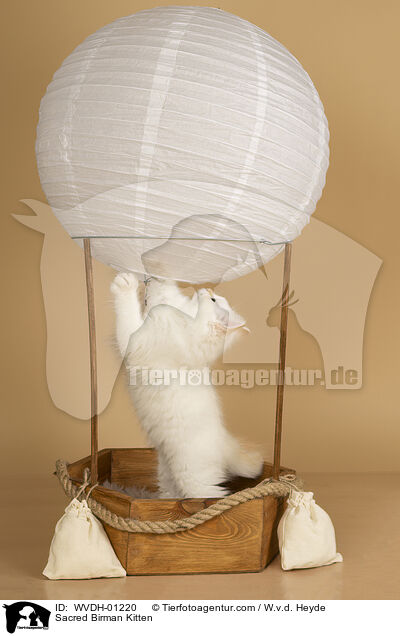 Heilige Birma Ktzchen / Sacred Birman Kitten / WVDH-01220