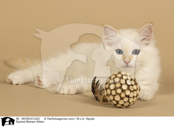 Heilige Birma Ktzchen / Sacred Birman Kitten / WVDH-01222