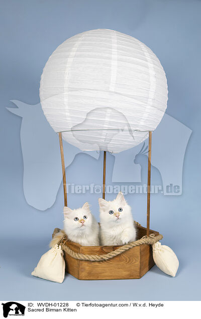 Heilige Birma Ktzchen / Sacred Birman Kitten / WVDH-01228