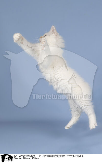 Heilige Birma Ktzchen / Sacred Birman Kitten / WVDH-01230